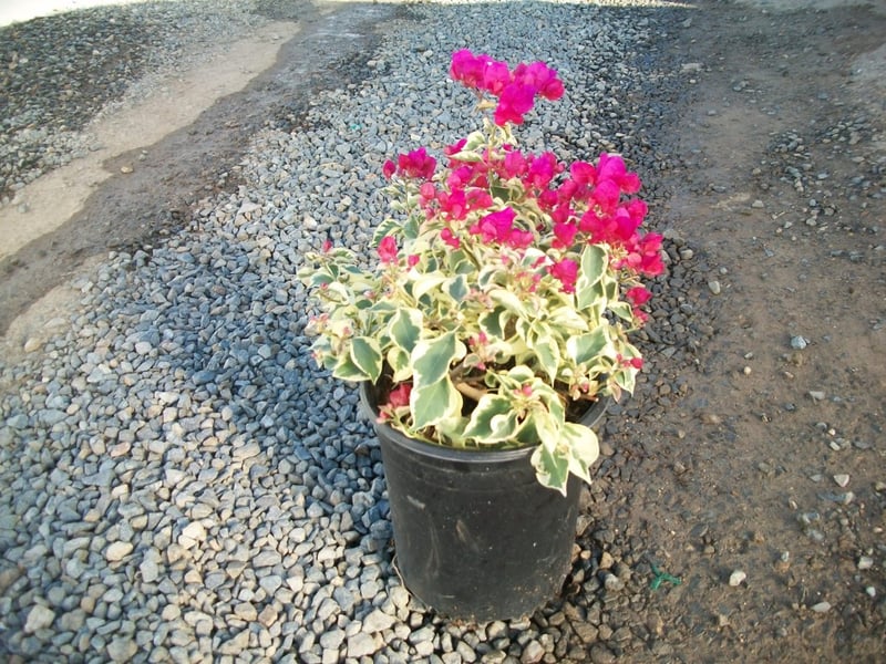 Photo for Bougainvillea 'Raspberry Ice' (Raspberry Ice Bougainvillea)