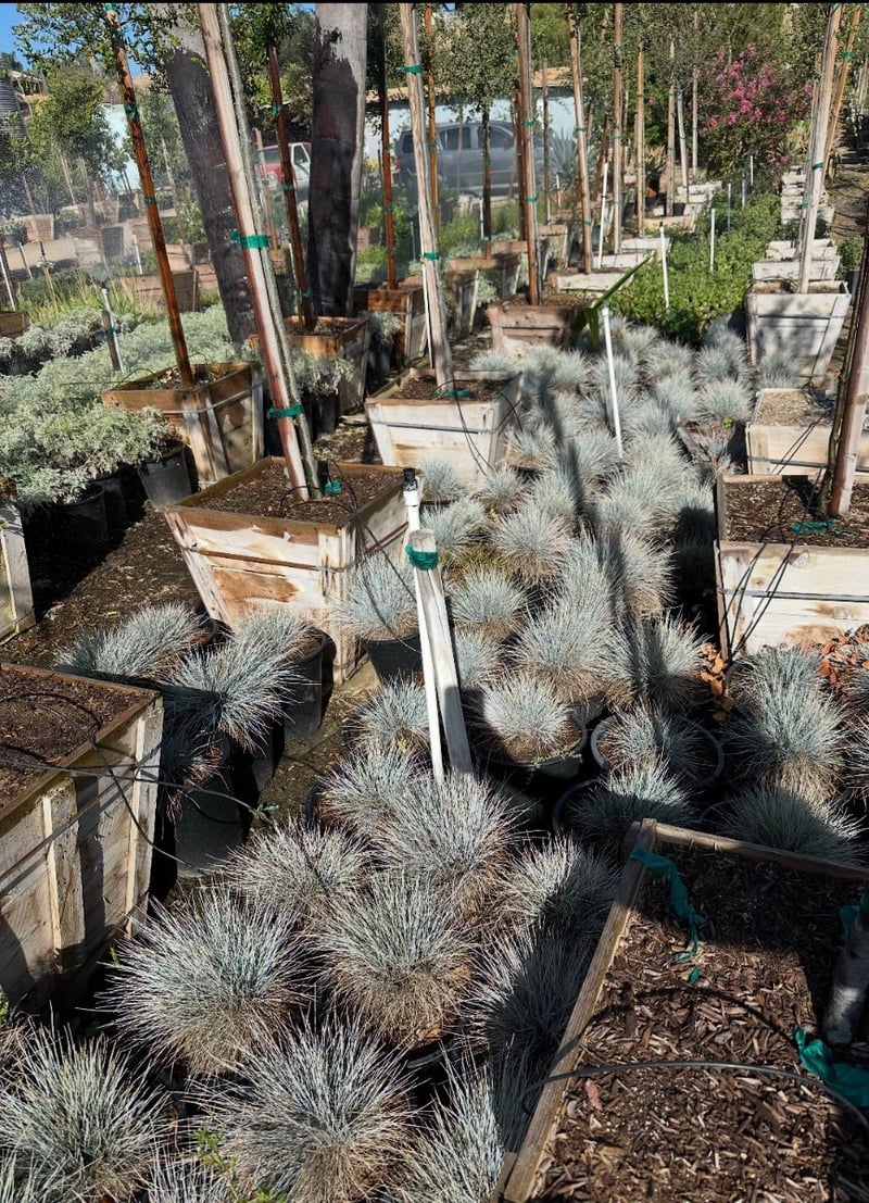 Photo for Festuca ovina 'Glauca' (Blue Fescue Grass)