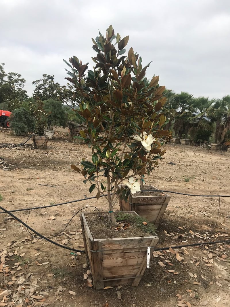Photo for Magnolia grandiflora 'Little Gem' (Standard) (Little Gem Magnolia)
