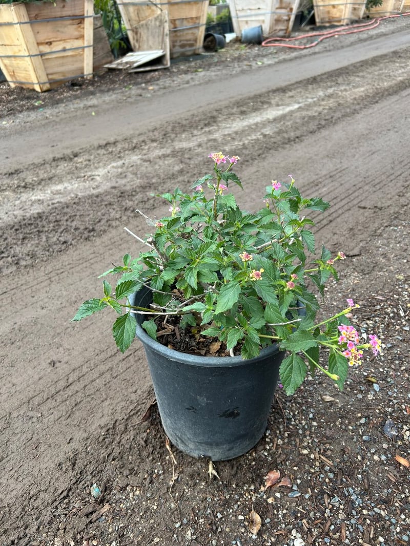 Photo for Lantana camara 'Moni' (Confetti Lantana)