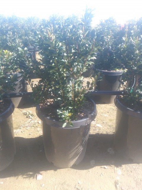 Photo for Rhaphiolepis umbellata 'Minor' ('Gulf Green') (Dwarf Yeddo Hawthorn)