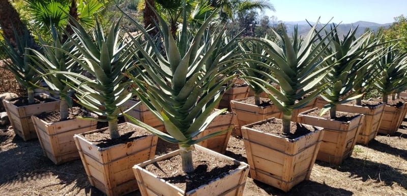 Photo for Aloe 'Hercules' (Hercules Aloe)