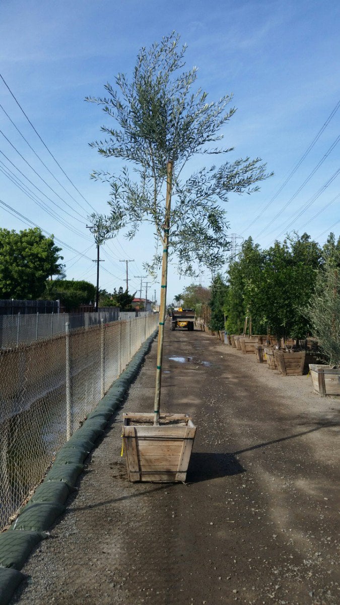 Photo for Olea europaea (Standard) (Olive Tree)