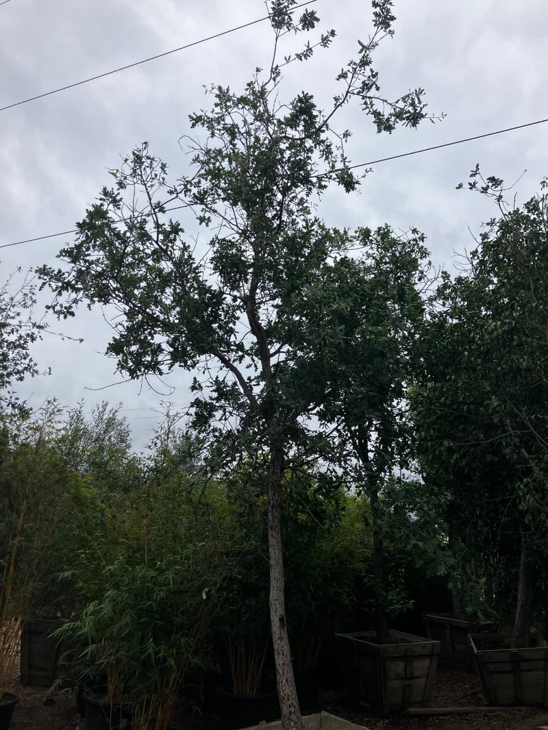 Photo for Quercus lobata (Valley Oak)