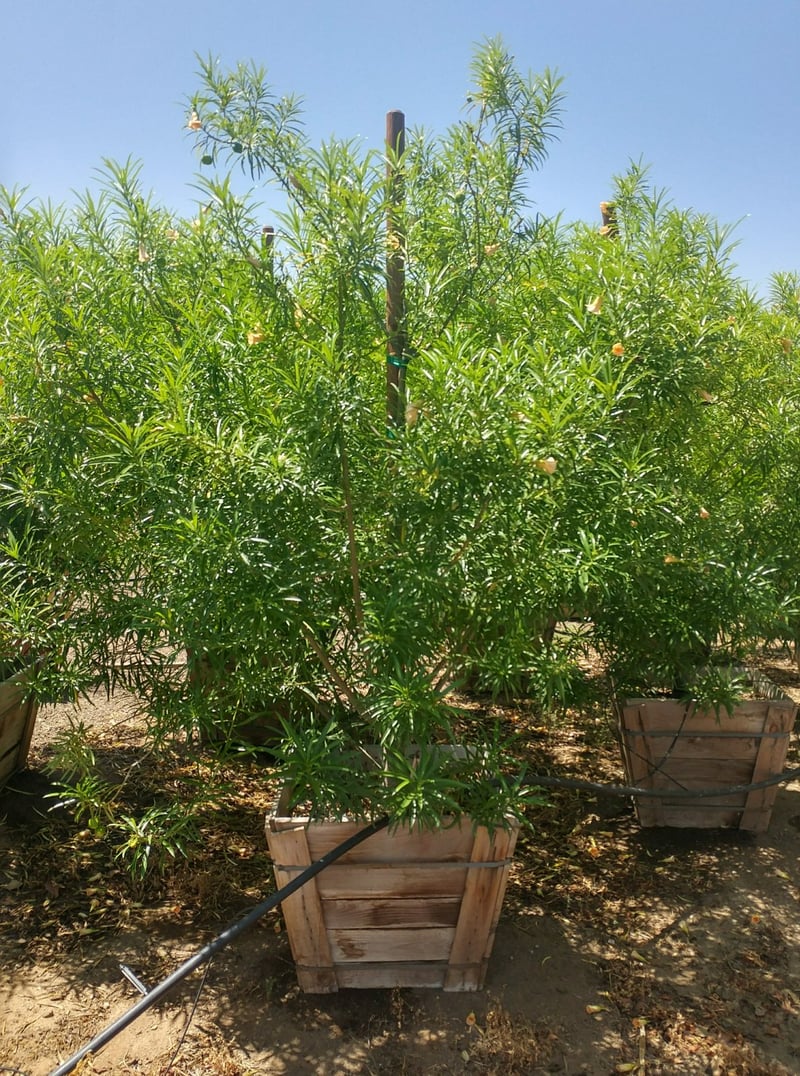 Photo for Thevetia peruviana (Yellow Oleander Tree)
