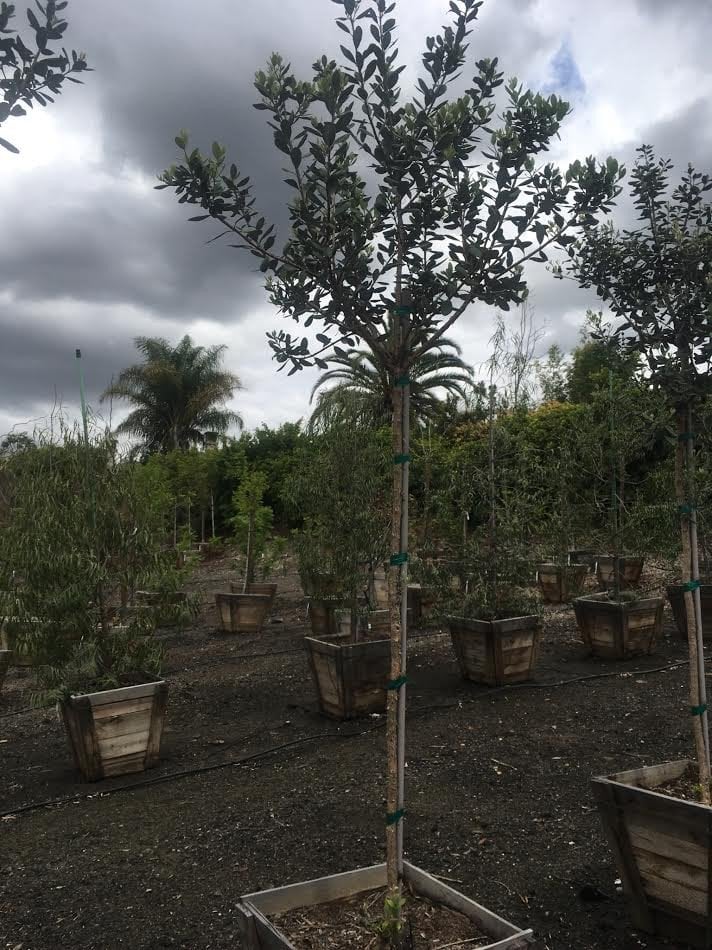 Photo for Feijoa sellowiana (Pineapple Guava)