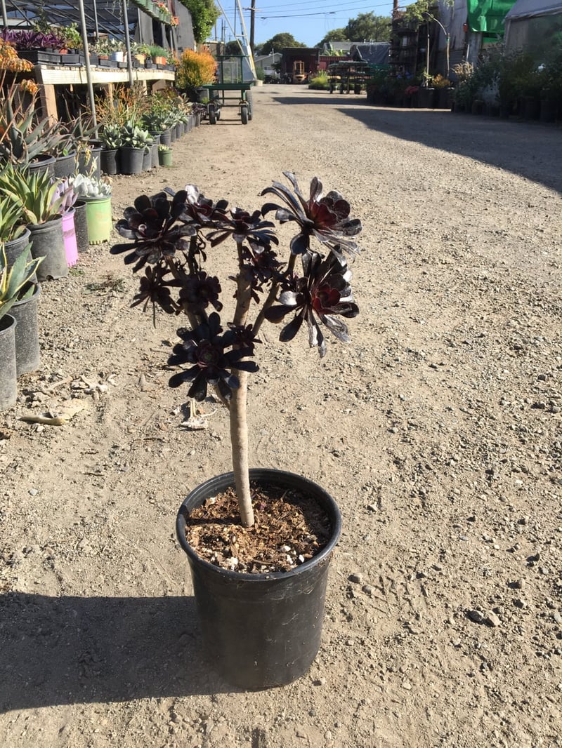 Photo for Aeonium arboreum 'Zwartkop' (Black Rose Aeonium)