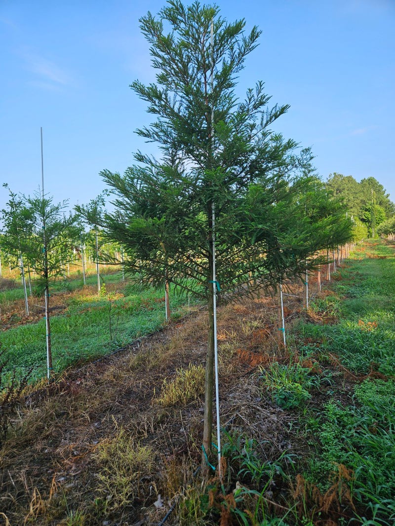 Photo for Taxodium distichum 'Mickelson' (Shawnee Brave Bald Cypress)