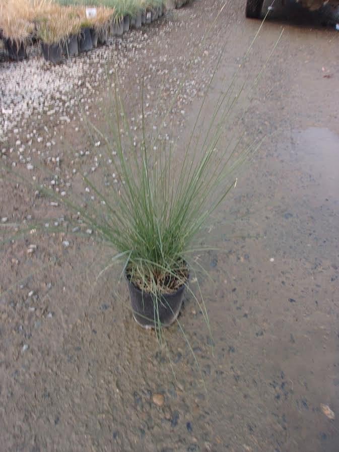 Photo for Muhlenbergia 'Pink Flamingo' (Pink Flamingo Muhly)