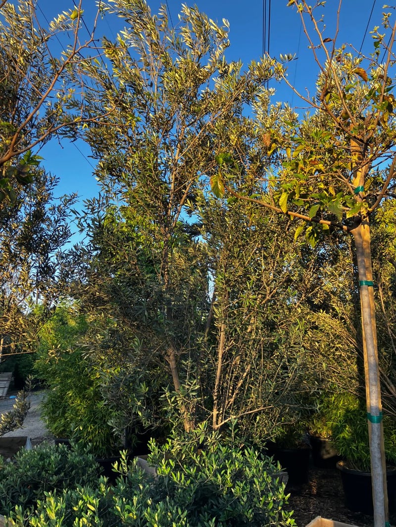 Photo for Olea europaea 'Manzanillo' (Manzanillo Olive)