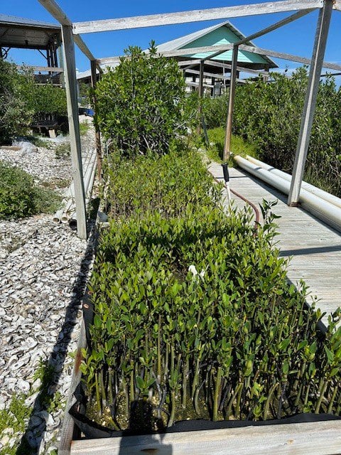 Photo for Avicennia germinans (Black Mangrove)