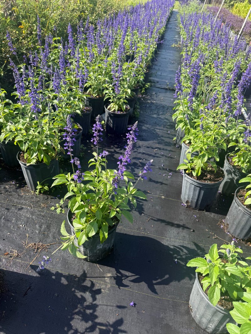 Photo for Salvia leucantha (Mexican Bush Sage, Velvet Sage)