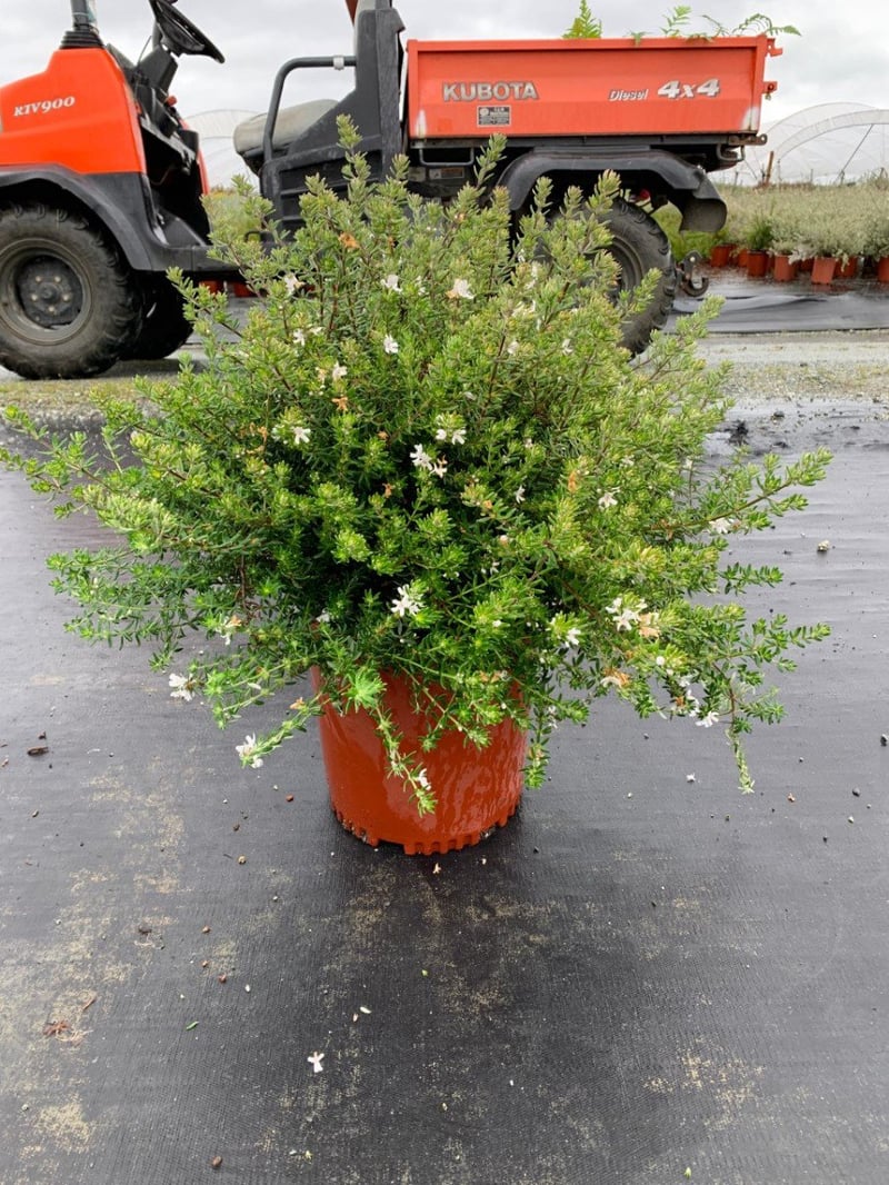 Photo for Westringia fruticosa (Coast Rosemary)