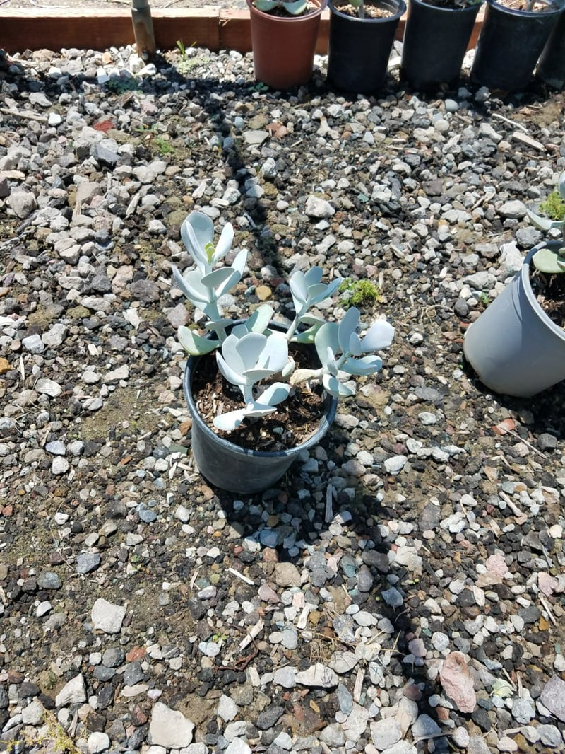Photo for Cotyledon orbiculata (Finger Aloe, Grey Sticks, Chalk Fingers)