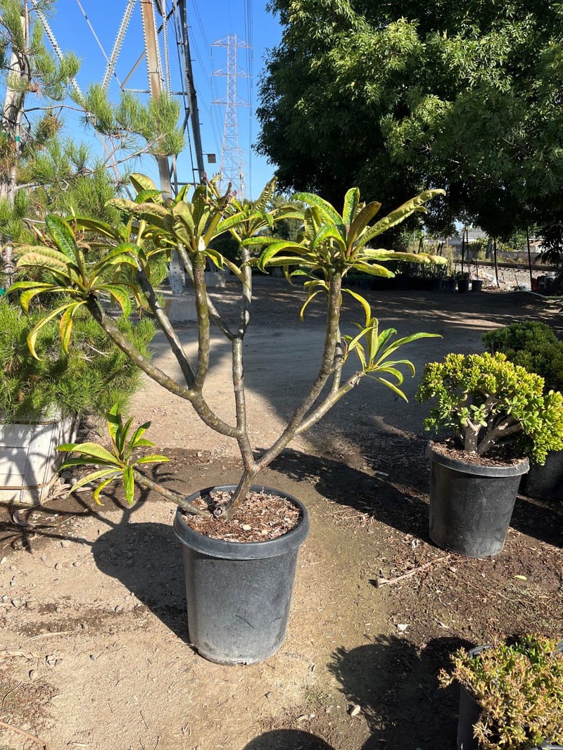 Photo for Plumeria rubra (Plumeria)