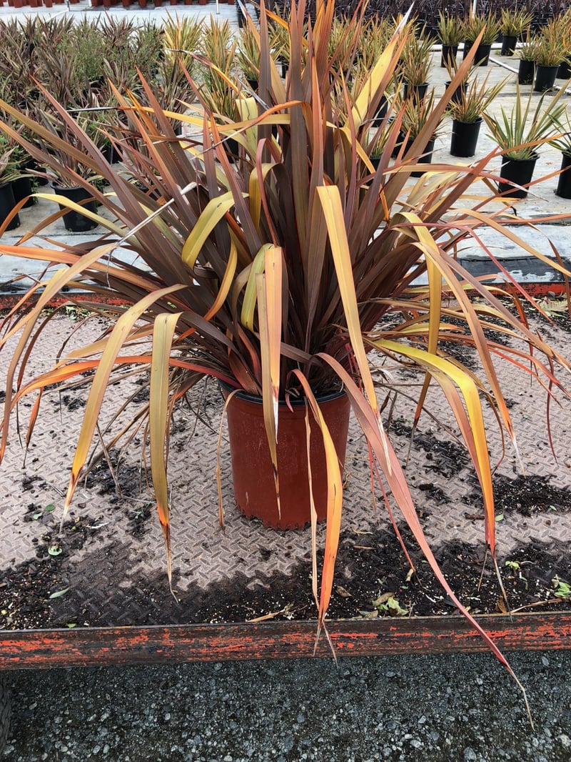 Photo for Phormium x 'Bronze Baby' (Bronze Baby New Zealand Flax)