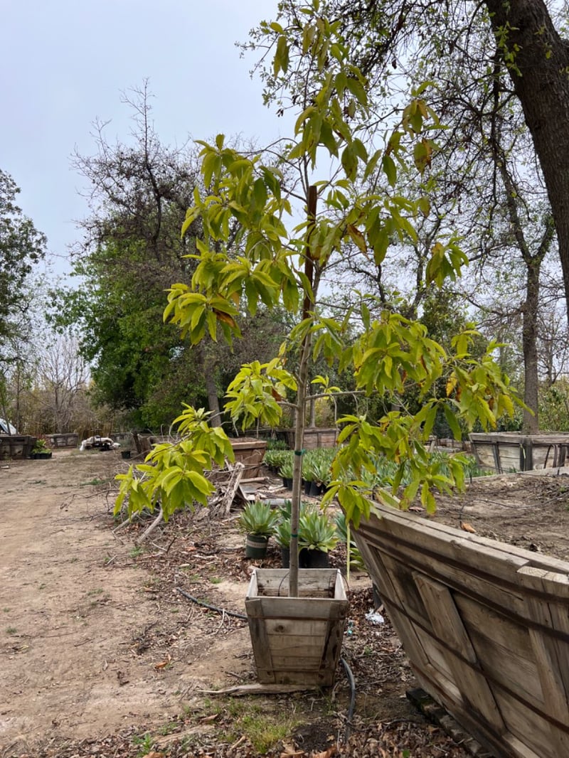 Photo for Michelia champaca (Fragrant Himalayan Champaca)