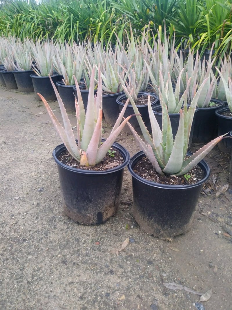 Photo for Aloe barbadensis (Medicinal Aloe Vera)