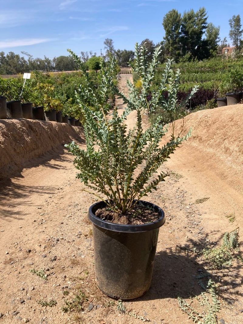 Photo for Acacia cultriformis (Knifeleaf Wattle)