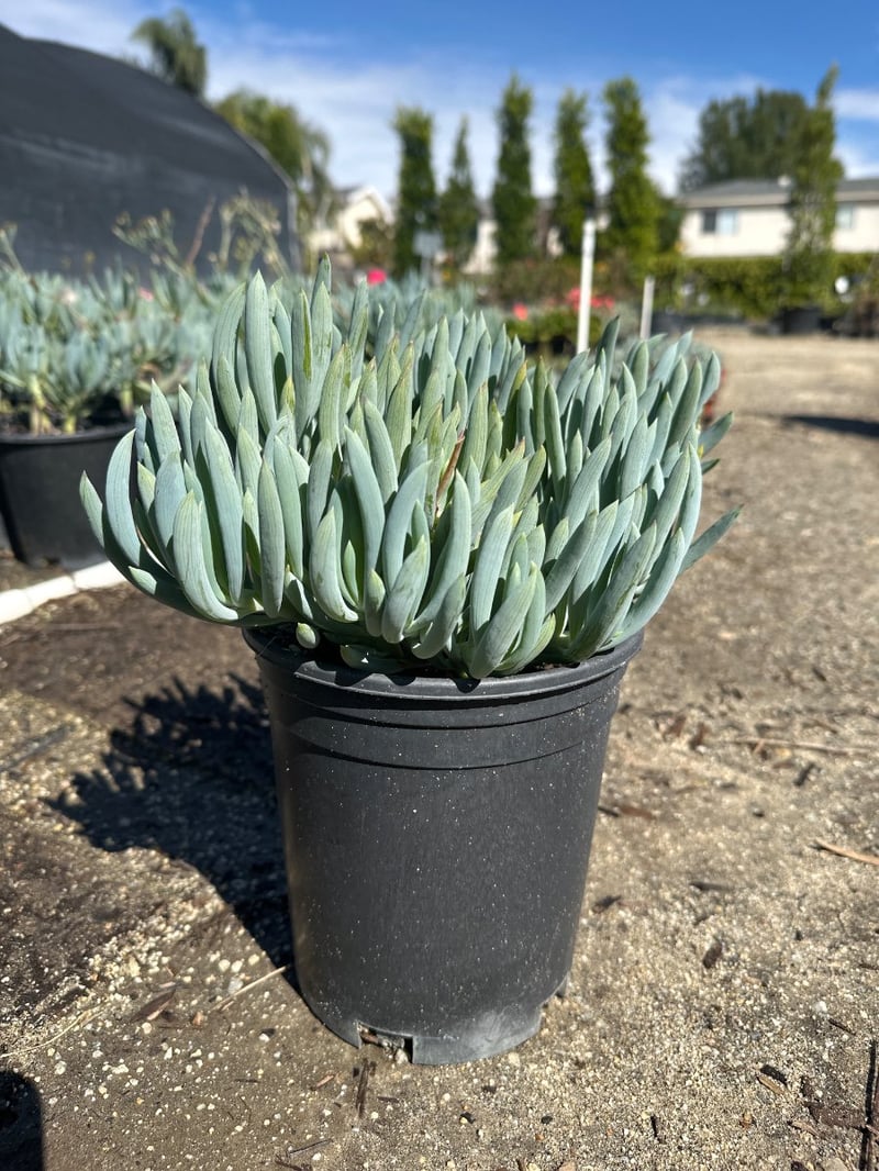 Photo for Senecio serpens (Blue Chalksticks)