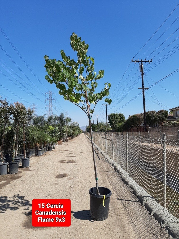 Photo for Cercis canadensis (Standard) (Eastern Redbud)