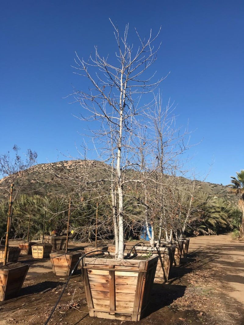 Photo for Platanus racemosa (Multi) (California Sycamore)