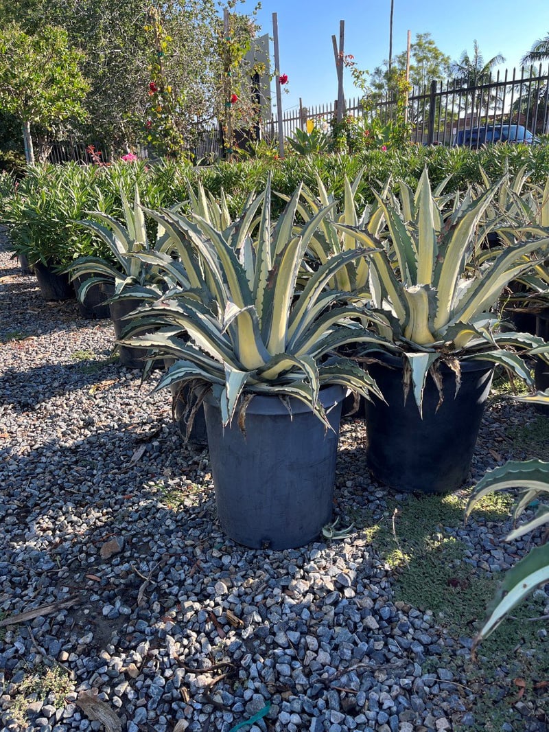 Photo for Agave americana var. 'Mediopicta Alba' (White Striped Century Plant)