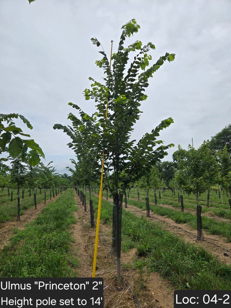 Photo for Ulmus americana 'Princeton' (Princeton Elm)
