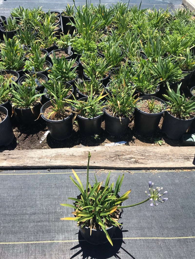 Photo for Agapanthus 'Peter Pan Blue' (Peter Pan Dwarf Lily of the Nile)