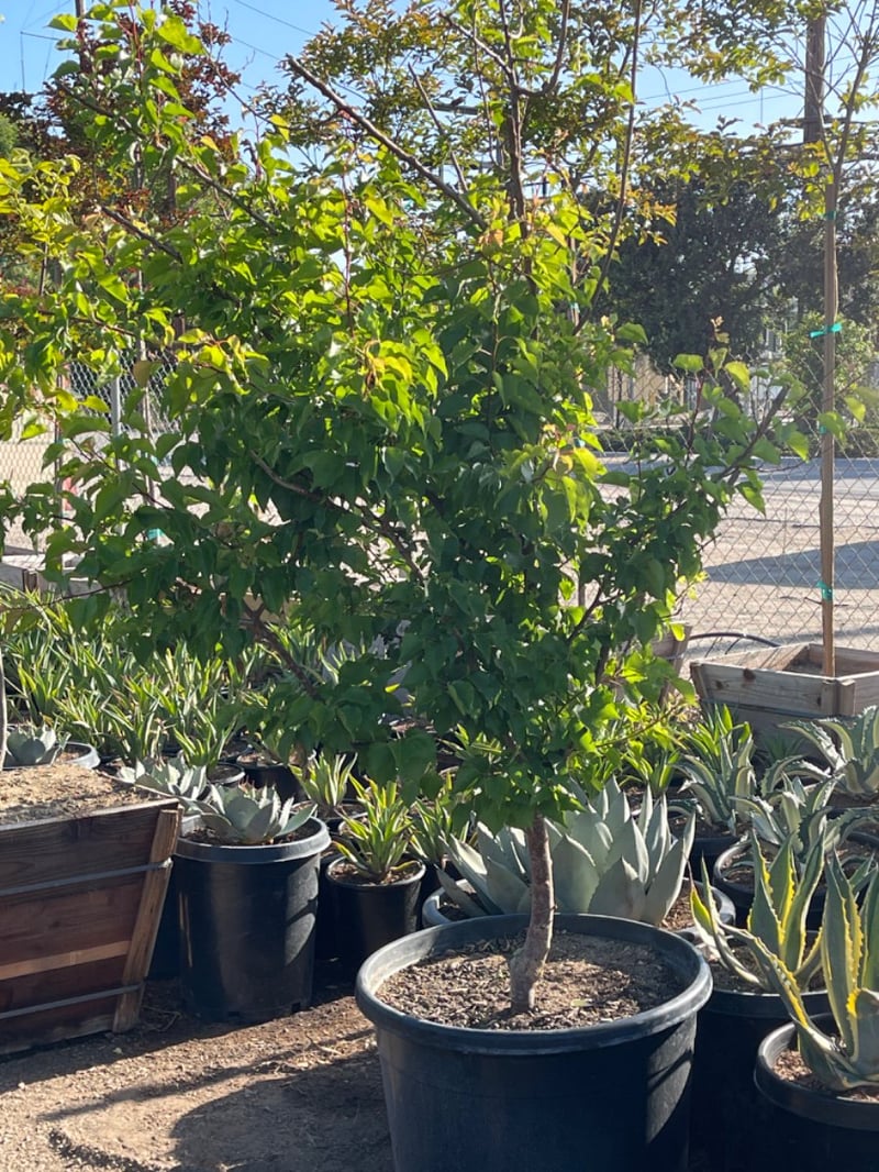 Photo for Prunus armeniaca 'Goldkist' (Goldkist Apricot)