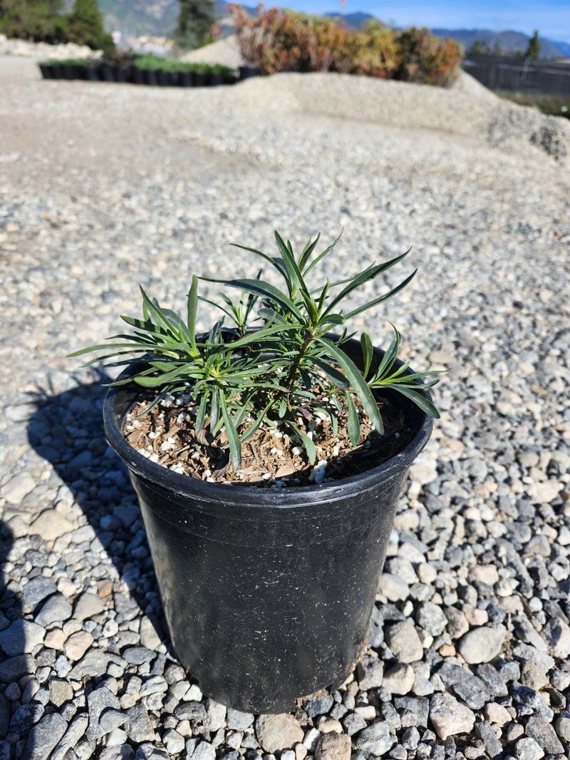 Photo for Penstemon heterophyllus (Foothill Penstemon)