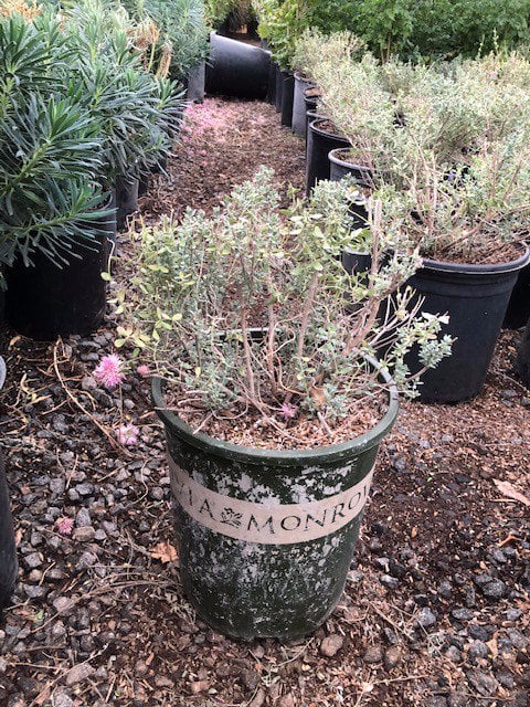 Photo for Salvia chamaedryoides (Germander Sage)