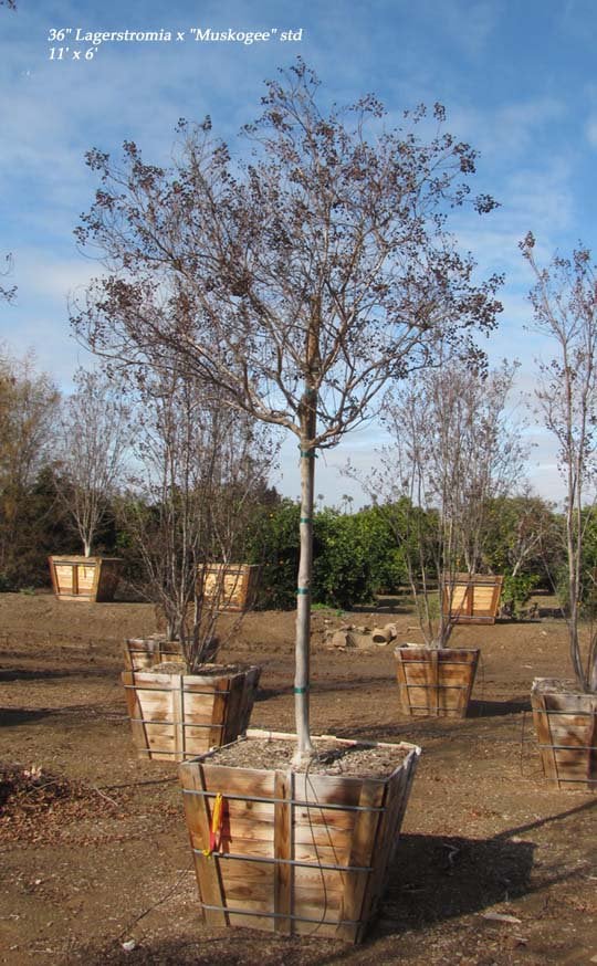 Photo for Lagerstroemia indica 'Watermelon Red' (Crape Myrtle)