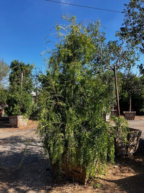 Photo for Maytenus boaria (Mayten Tree)