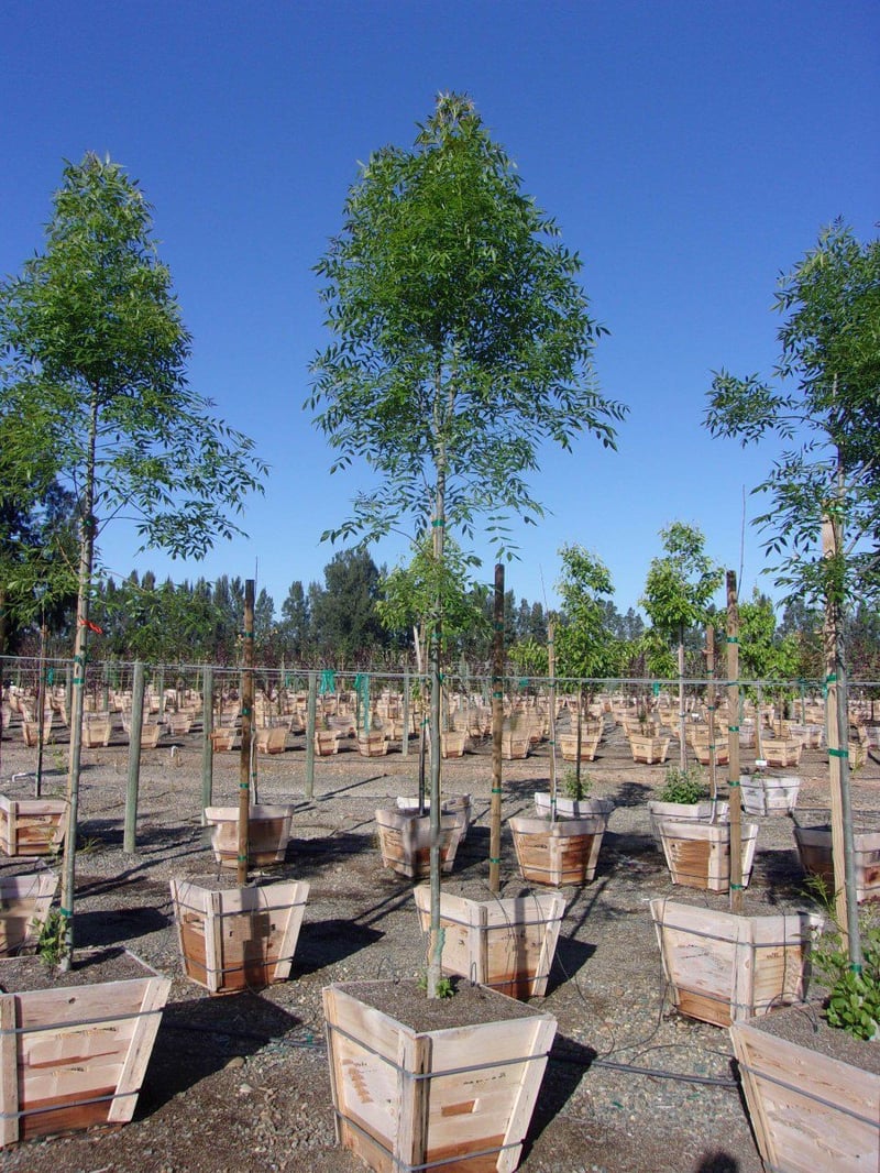 Photo for Fraxinus angustifolia oxycarpa 'Raywood' (Raywood Ash)
