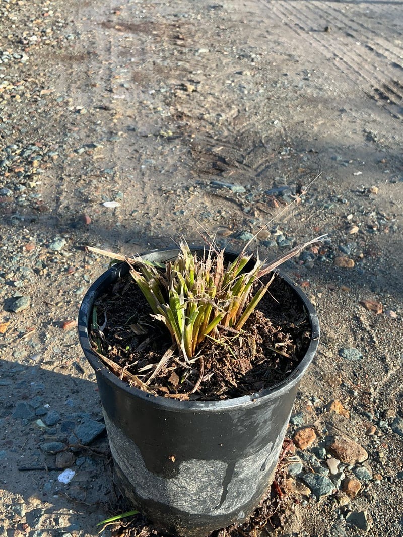 Photo for Kniphofia uvaria (Red Hot Poker)