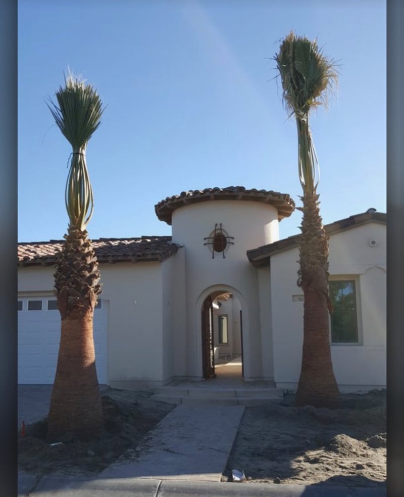 Photo for Washingtonia filifera (12' BTH) (California Fan Palm)