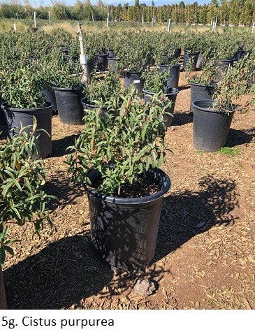 Photo for Cistus x purpureus (Orchid Rockrose)