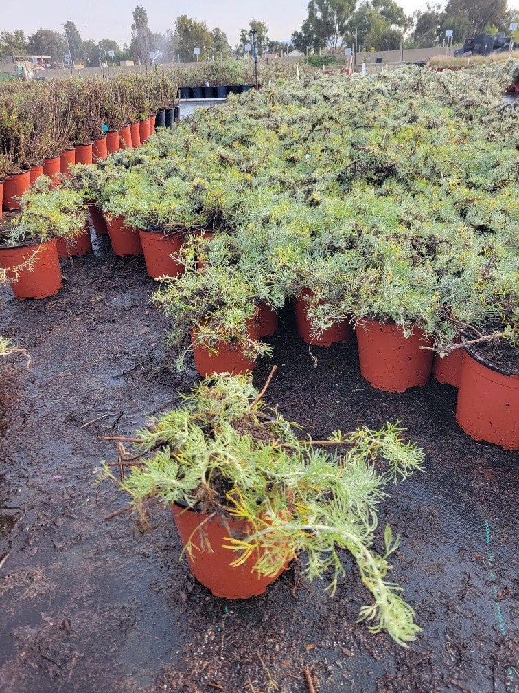 Photo for Artemisia californica 'Canyon Gray' (Canyon Gray Coastal Sagebrush)