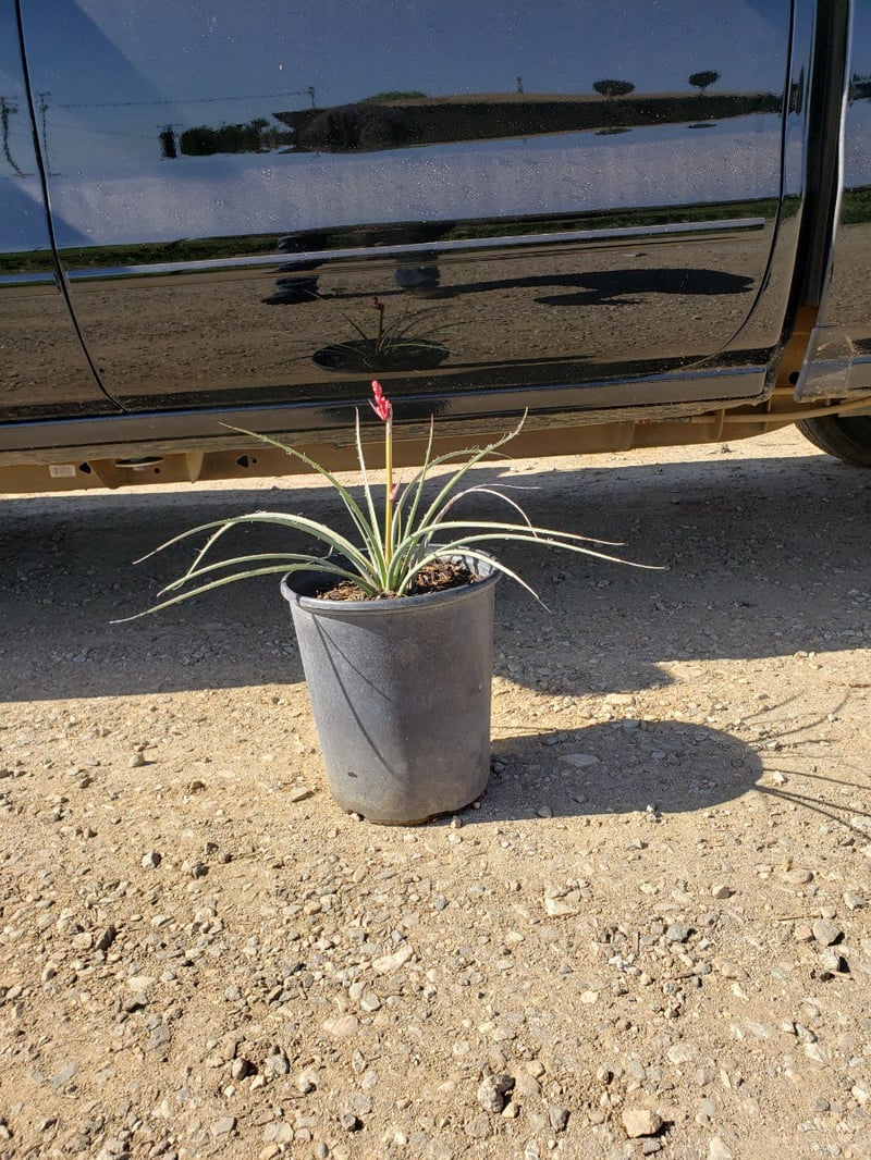 Photo for Hesperaloe parviflora 'Perpa' (Brakelights Red Yucca)
