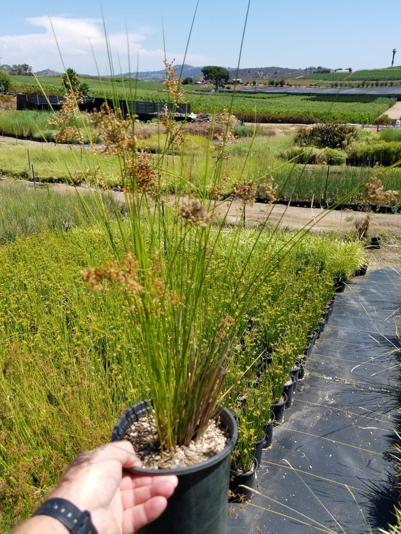 Photo for Juncus effusus (Soft Rush)
