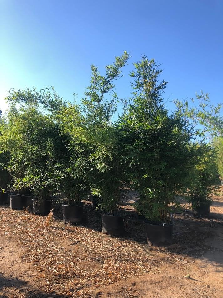 Photo for Bambusa oldhamii 'Dwarf' (Dwarf Timber Bamboo)