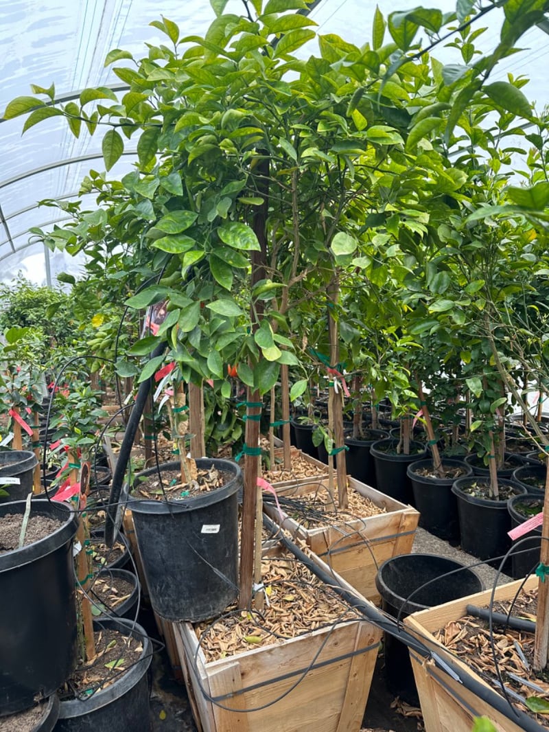 Photo for Citrus x 'Minneola' (Minneola Tangelo)