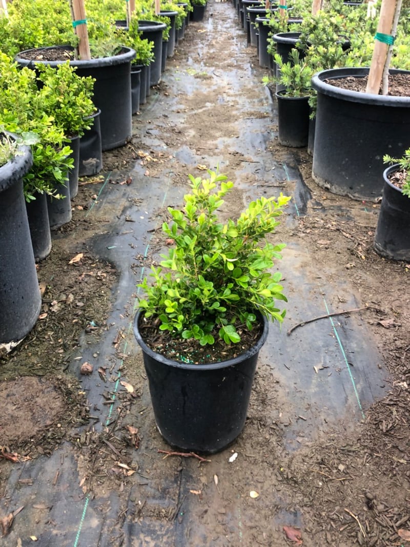 Photo for Buxus (Boxwood)
