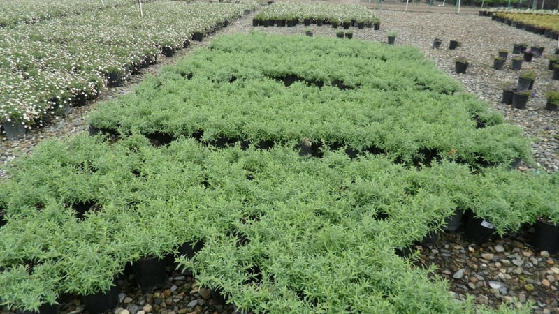 Photo for Epilobium canum (California fuscia)
