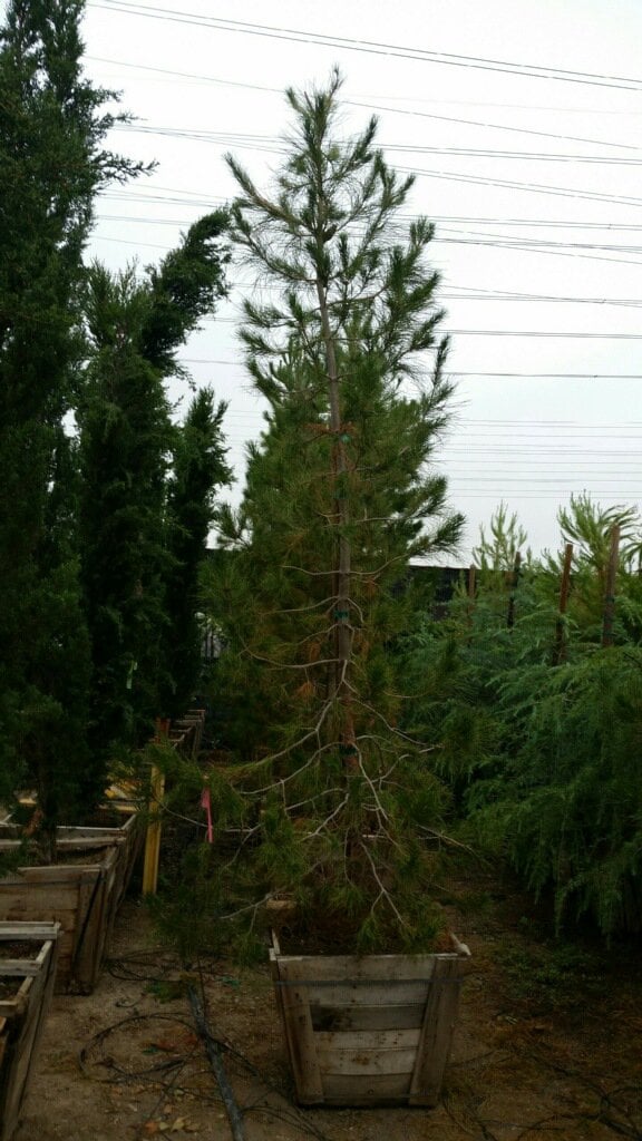 Photo for Pinus eldarica (Afghan Pine)