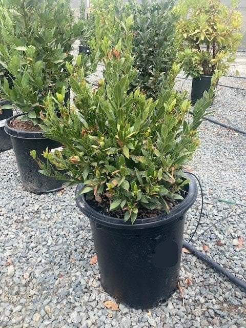 Photo for Laurus nobilis 'MonRik' (Little Ragu Sweet Bay)