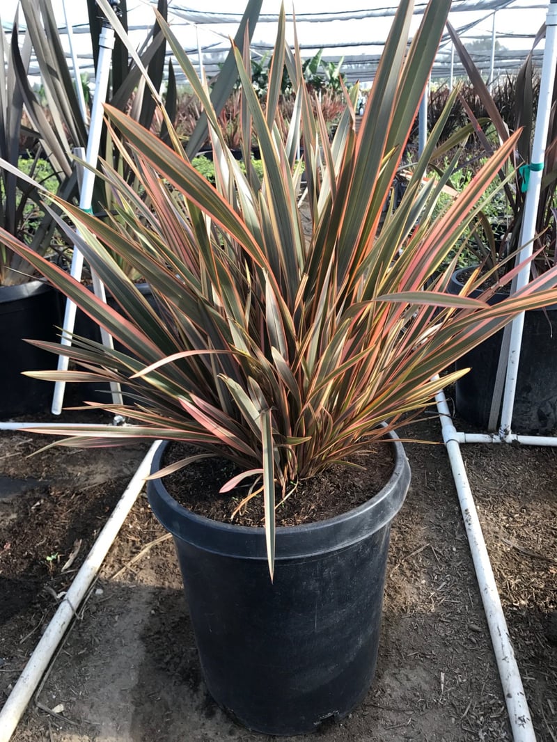 Photo for Phormium 'Sundowner' (Sundowner New Zealand Flax)