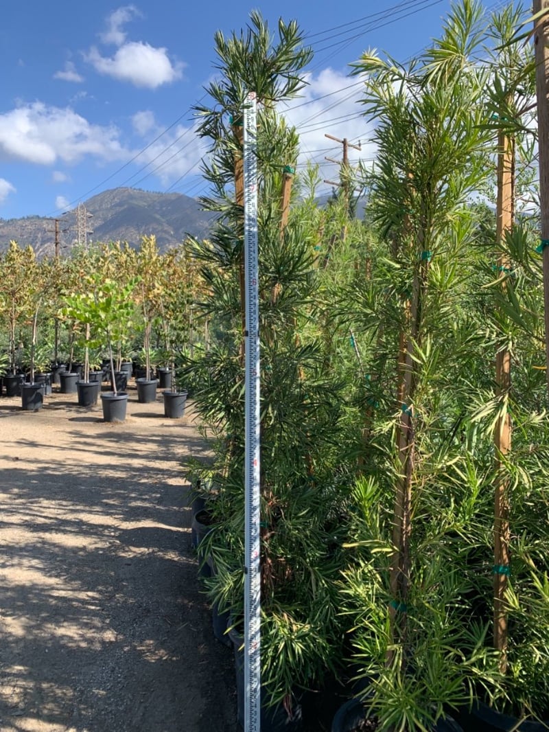 Photo for Podocarpus macrophyllus (Yew Pine)