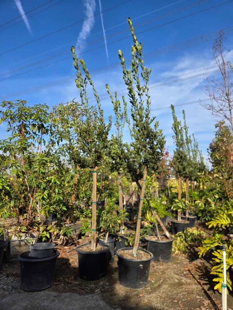 Photo for Laurus nobilis 'Saratoga' (Standard) (Saratoga Bay Laurel)